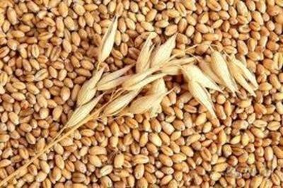 Купим семена пшеницы - Петропавловск, Северо-Казахстанская обл.