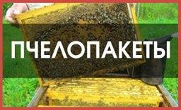 Принимаю заявки на 2018 год за пчелопакеты элитных пород - Петропавловск, Северо-Казахстанская обл.